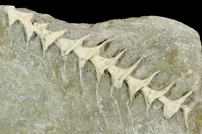 Archimedes Screw Bryozoan Fossil - Illinois #130228